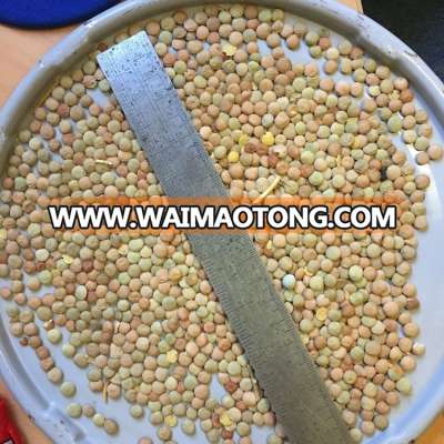 Large green lentils