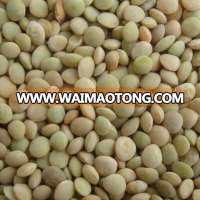 Green & Red Lentils best quality