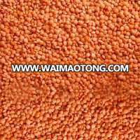 Best Offer For Split Yellow / Red Lentils For Sale Green Lentils!!